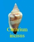 Strombus (Canarium) urceus incisus, Wood 1828